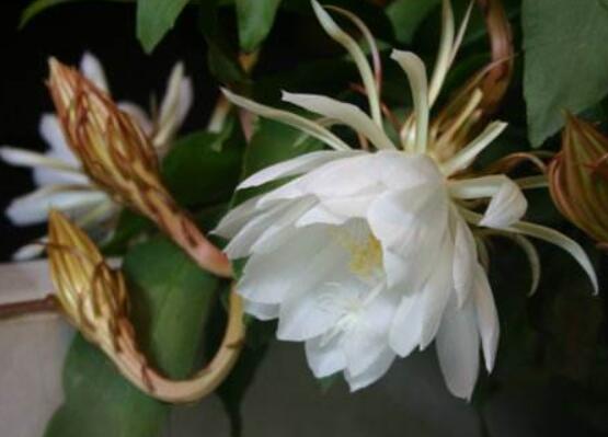 曇花摘下來如何保存，主要分為做干花和自然晾干