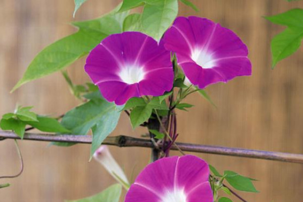 牽?；▽?duì)孕婦有影響嗎