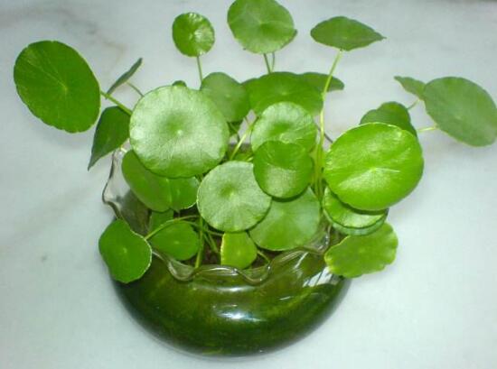 銅錢草有哪些品種，銅錢草品種圖片大全