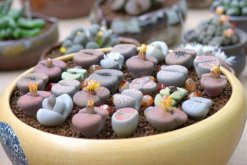 生石花長得很慢，及時補充養(yǎng)分并加強光照