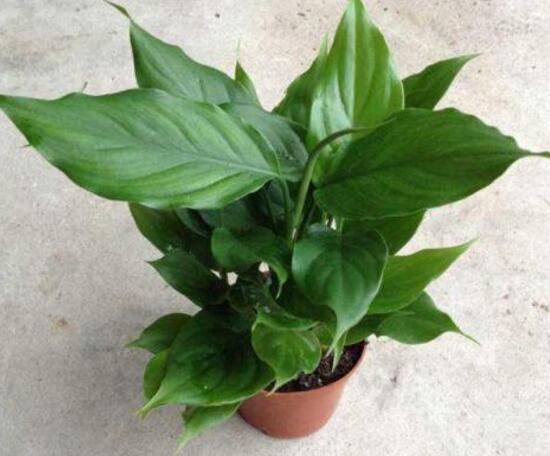 廣東萬年青怎么養(yǎng)，廣東萬年青的養(yǎng)殖方法和注意事項(xiàng)