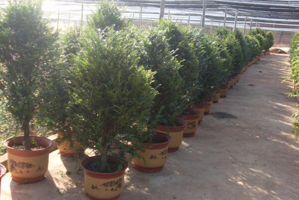 紅豆杉的花語和傳說，花語高傲、傳說凄涼