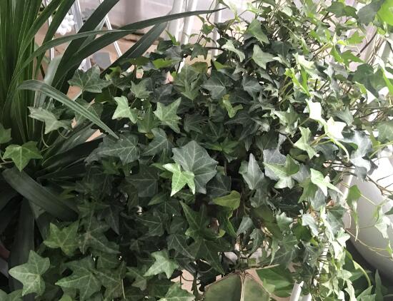 常春藤怎么養(yǎng)長(zhǎng)得快，常春藤的養(yǎng)殖方法