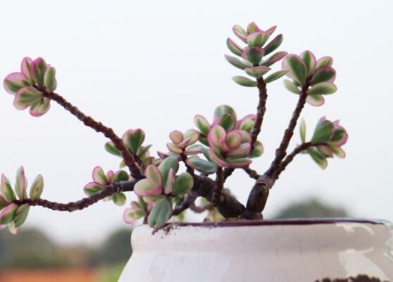 雅樂之舞怎么修剪，流枝修剪最為簡單(應(yīng)用廣泛)