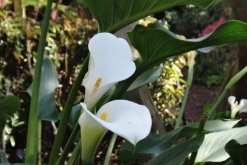 馬蹄蓮休眠期是什么時(shí)候，在盛夏和寒冬休眠