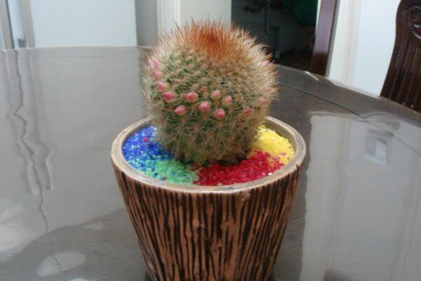 仙人球放客廳好嗎，不建議放在客廳（容易帶來煞氣）