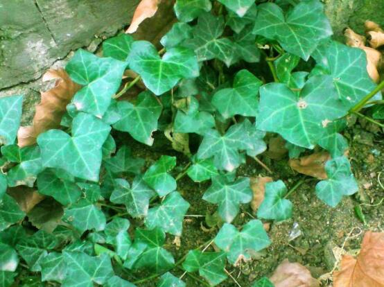 常春藤干枯了還會活嗎，干枯后存活四種解決辦法