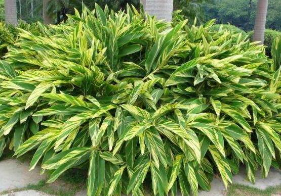 萬年青種類及圖片大全，盤點做好看的六大種類