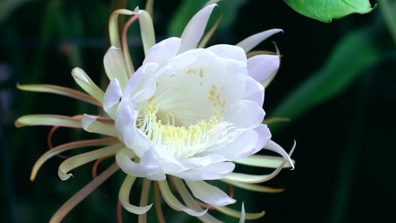 曇花桿子該怎么處理