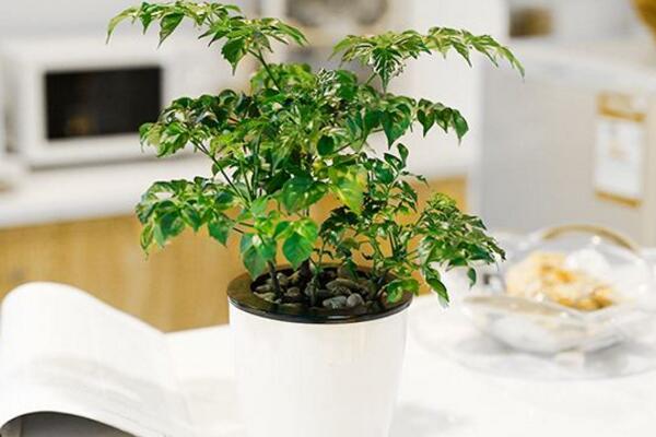小幸福樹室內(nèi)養(yǎng)殖方法，必須要掌握的5大要點(diǎn)