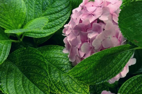 繡球花生蟲(chóng)了怎么辦