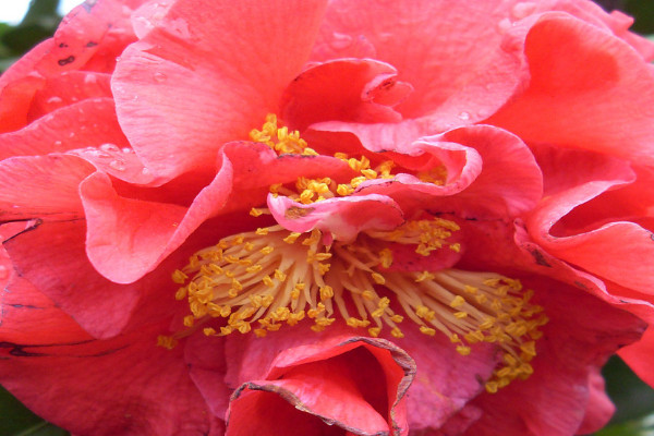 茶花夏季怎么養(yǎng)