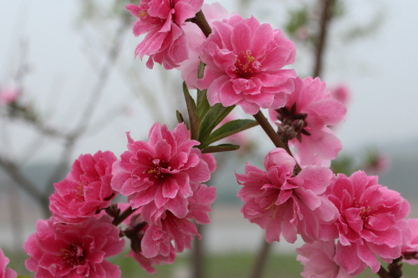 桃花在什么天開(kāi)放