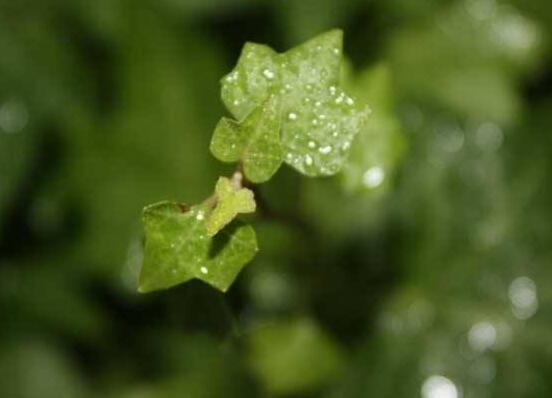 好看的常春藤盆景圖片欣賞，綠化環(huán)境、春天長駐