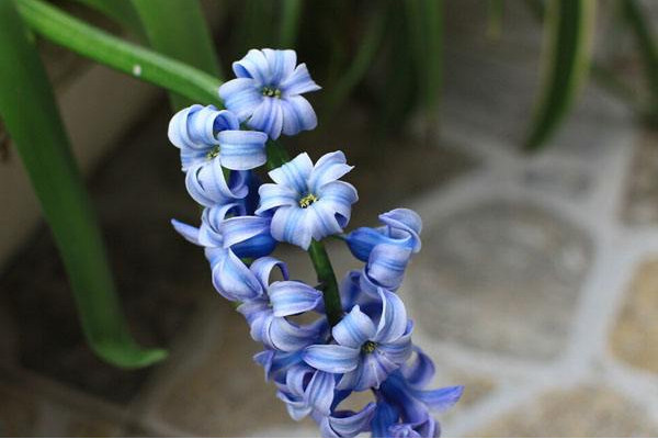 風(fēng)信子一年開幾次花，開一次花在每年2~3月之間