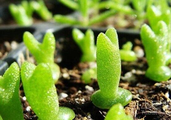 碧光環(huán)用什么土種，透氣透水土壤是必要種植條件