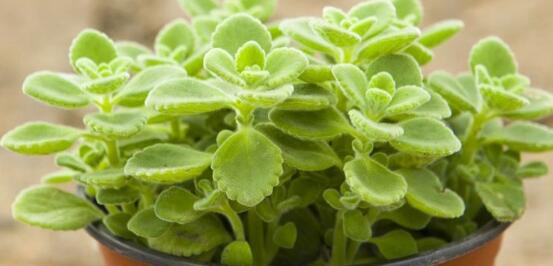 碰碰香有毒嗎，碰碰香一碰就芳香怡人