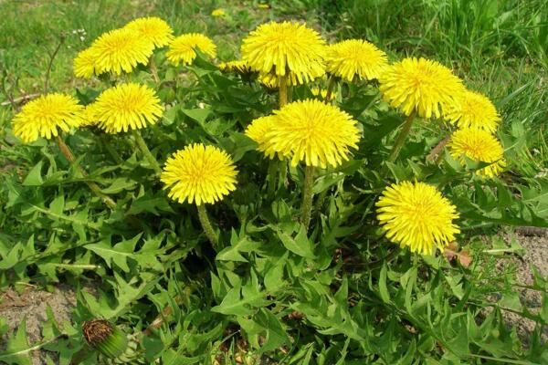 蒲公英怎么傳播種子，通過(guò)風(fēng)力進(jìn)行傳播