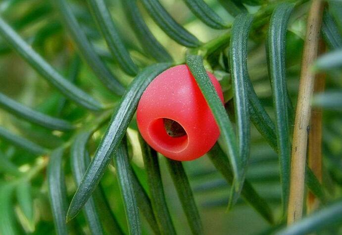 家里紅豆杉的風(fēng)水禁忌，五行多木的人不適合養(yǎng)殖
