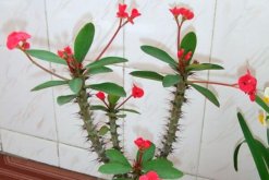 虎刺梅的病蟲害防治，如何防治虎刺梅患病蟲害