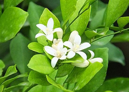 九里香葉子為什么發(fā)黃，九里香葉子發(fā)黃怎么辦