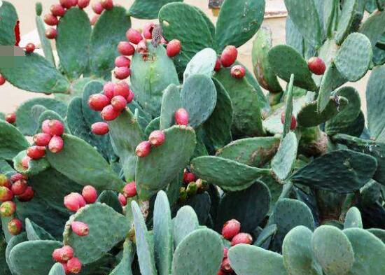 仙人掌的果實(shí)能吃嗎，食用可清熱解毒、養(yǎng)顏?zhàn)o(hù)膚