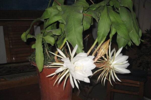 曇花冬季怎么養(yǎng)，不可疏忽的5大要點(diǎn)