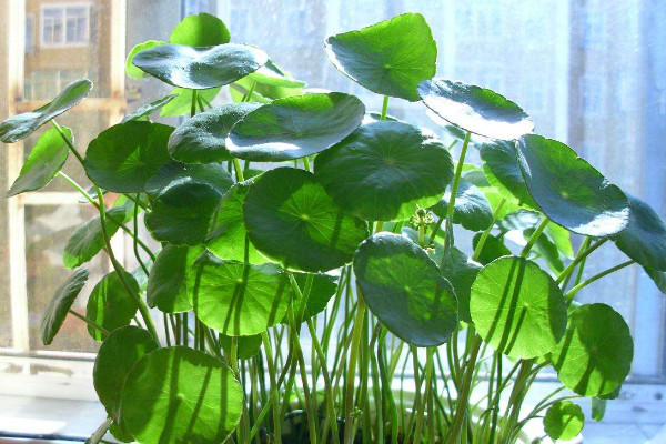 銅錢(qián)草沒(méi)有根能活嗎