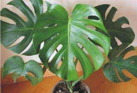 誤食龜背竹葉子怎么辦，第一時(shí)間去醫(yī)院積極治療(中毒較深)