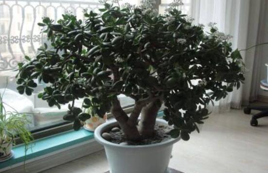 燕子掌用大盆還是小盆，大株用大一號盆/小株用小一號盆