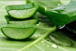 蘆薈有什么作用和功效，作用全面但也需要注意