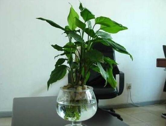 萬年青怎么澆水，萬年青多久澆次水/三天澆一次