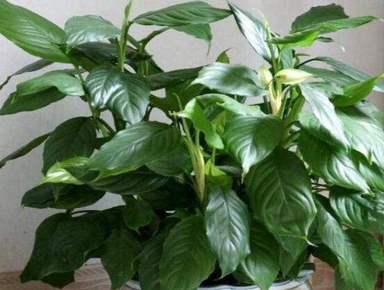 萬(wàn)年青的作用，凈化空氣、利尿、解毒