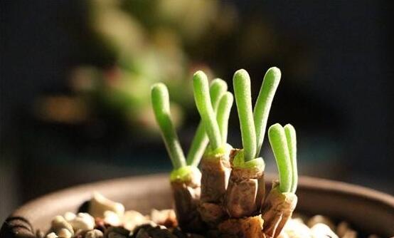 小碧光環(huán)可以移盆嗎，要選擇適宜的時間移栽