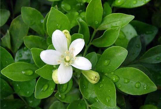 九里香爛根的原因，九里香爛根怎么辦