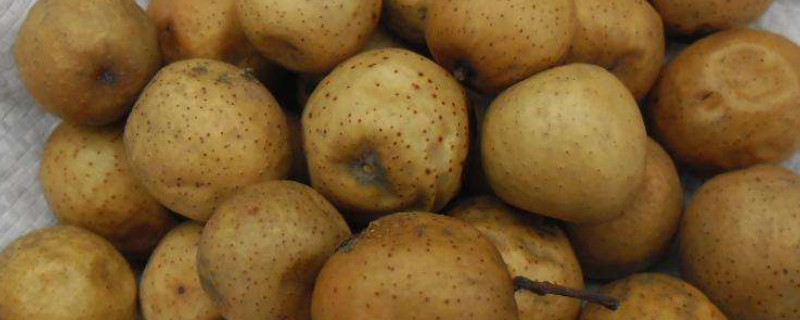 金櫻子和川楝子區(qū)別