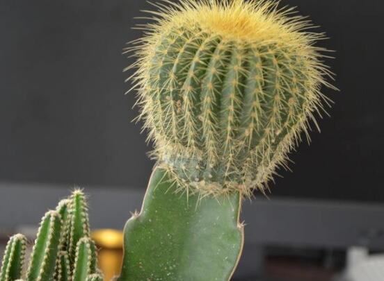 怎樣養(yǎng)仙人球容易開花，記住五個(gè)要點(diǎn)花開爆盆