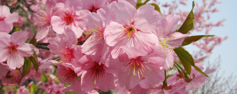 櫻花什么時候種植最好