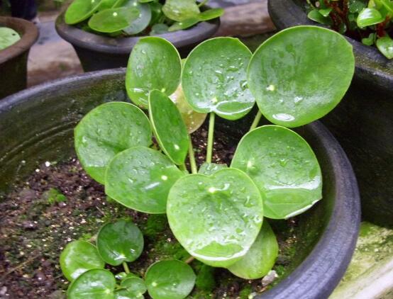 銅錢草和鏡面草的區(qū)別，外觀/生長環(huán)境/價(jià)值三種區(qū)別方法