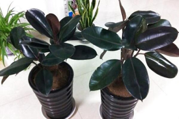 橡皮樹的養(yǎng)殖方法，保證植株生長的5大要點