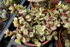 雅樂(lè)之舞好養(yǎng)嗎，掌握以下技巧可以讓植株迅速爆盆