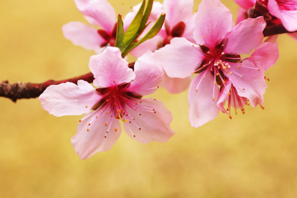 桃花夏天會(huì)不會(huì)落葉