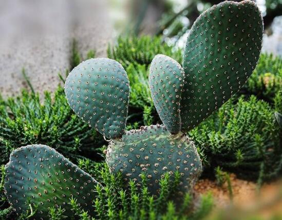 仙人掌怎么澆水和施肥，教你三個(gè)步驟便可生長枝葉翠綠