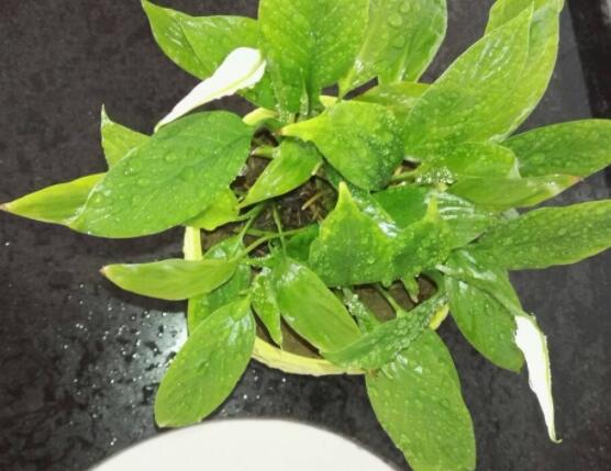 一帆風(fēng)順?biāo)B(yǎng)還是土養(yǎng)，土養(yǎng)最為合適(水養(yǎng)易爛根)