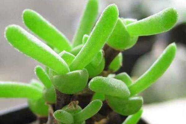 碧光環(huán)夏天怎么養(yǎng)