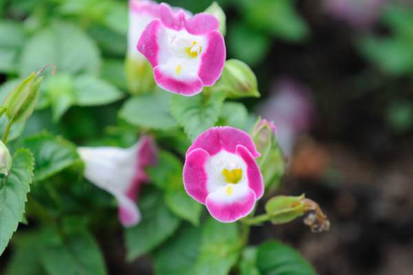 牽?；ǚN子可以用真空保存嗎