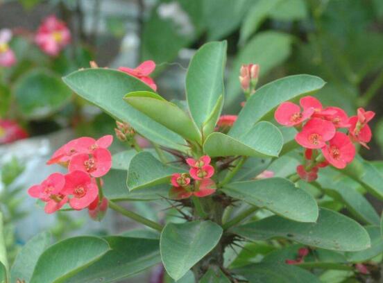 虎刺梅冬天養(yǎng)殖的禁忌，做好四個(gè)要點(diǎn)便可安然過(guò)冬