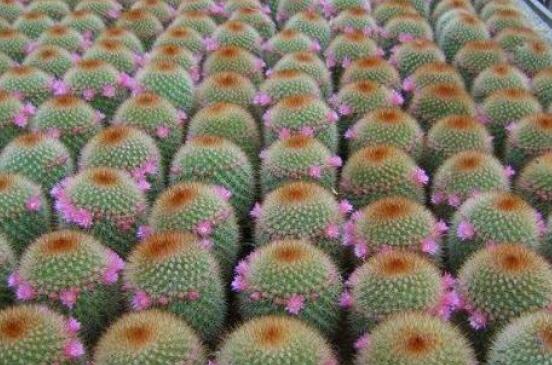 仙人球移栽注意事項(xiàng)，注意不可弄傷根系、及時(shí)消毒/土壤微濕潤(rùn)