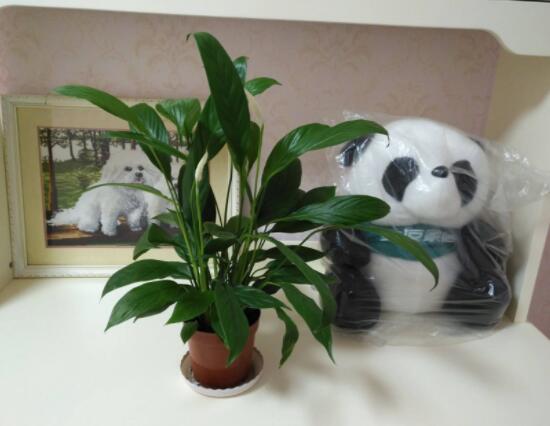 一帆風(fēng)順?biāo)B(yǎng)還是土養(yǎng)，土養(yǎng)最為合適(水養(yǎng)易爛根)