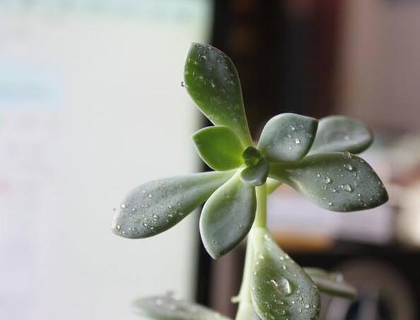 寶石花有毒嗎，無毒且對(duì)痛風(fēng)有著很好的治療效果